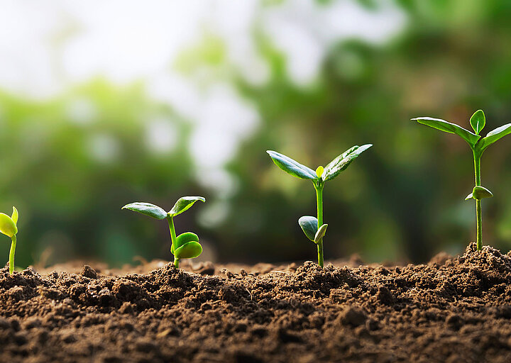 Pflanzen-Setzlinge Pflanzen-Setzlinge